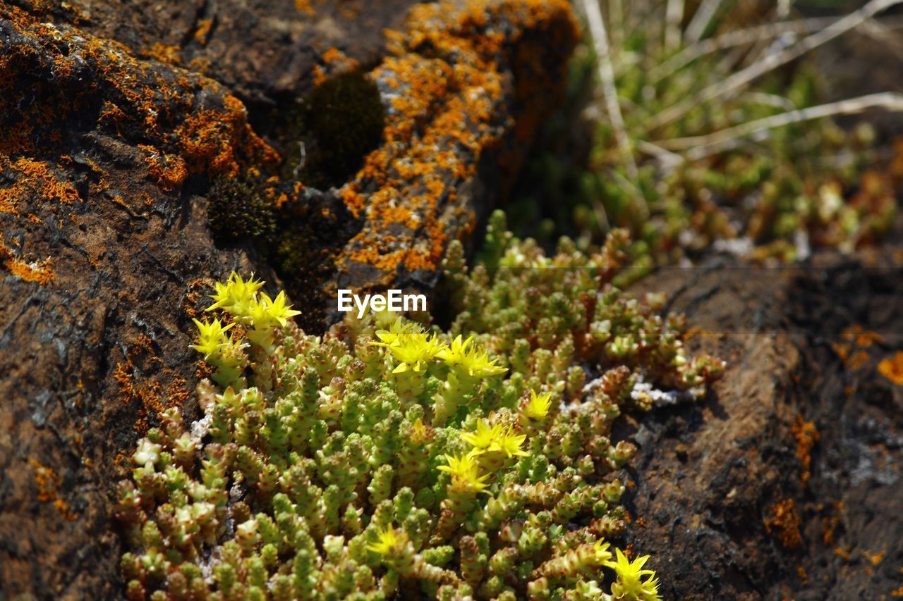 Close-up of lichen on plant