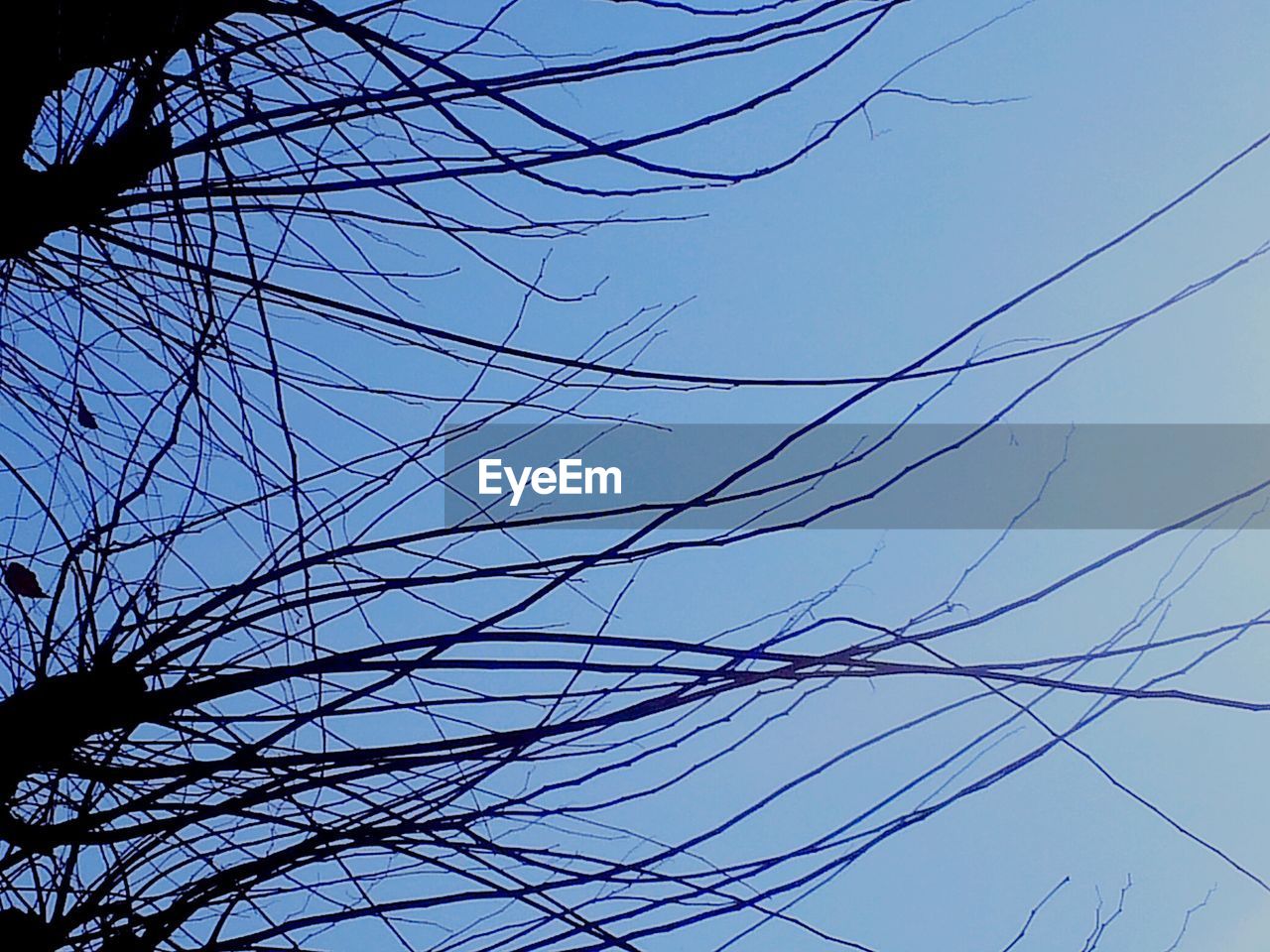 LOW ANGLE VIEW OF BRANCHES AGAINST CLEAR SKY