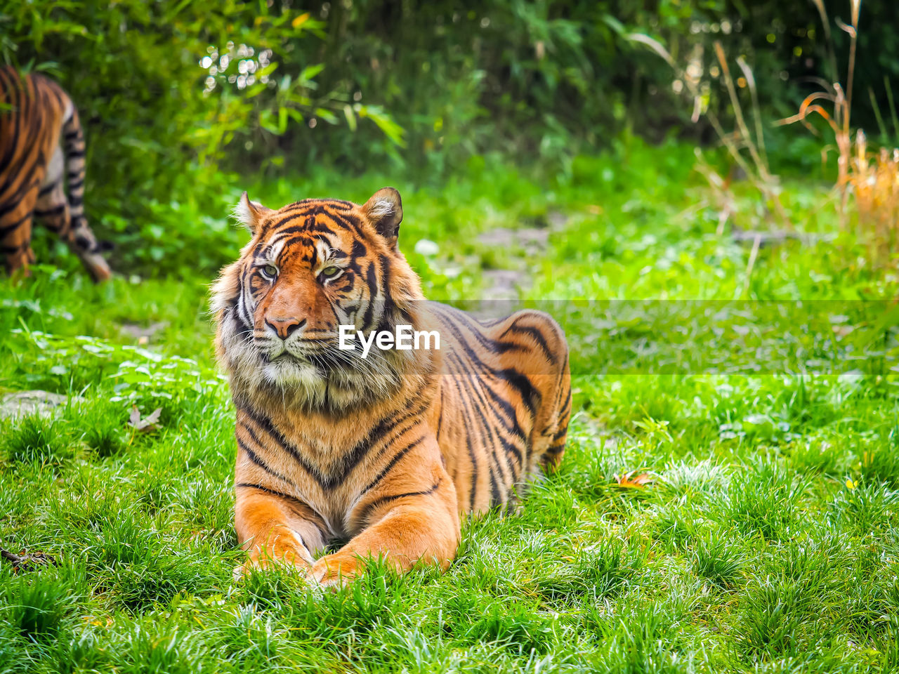 View of a tiger on grass