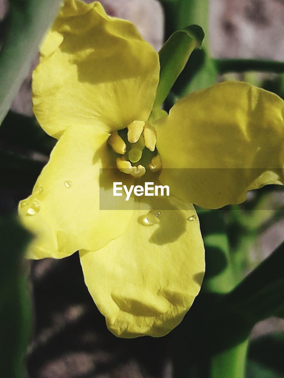 CLOSE-UP OF WET YELLOW ROSE PLANT