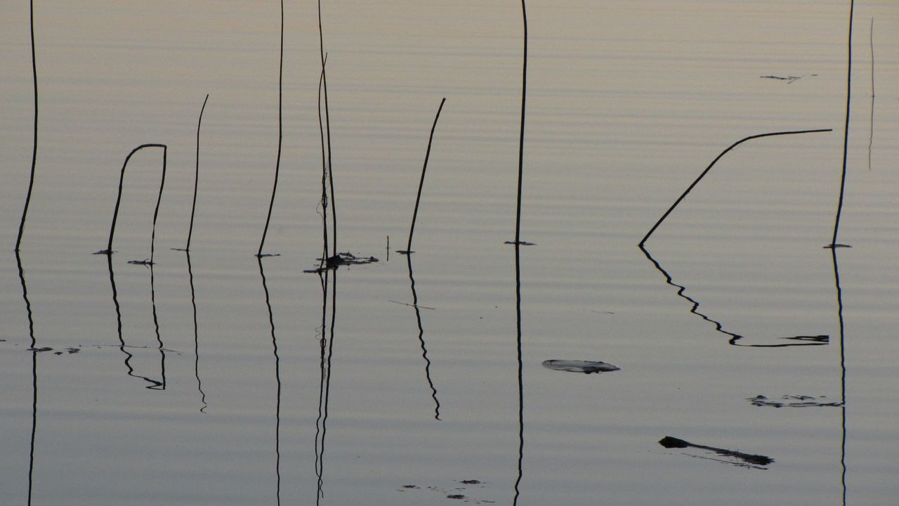 Plants in calm lake at dusk