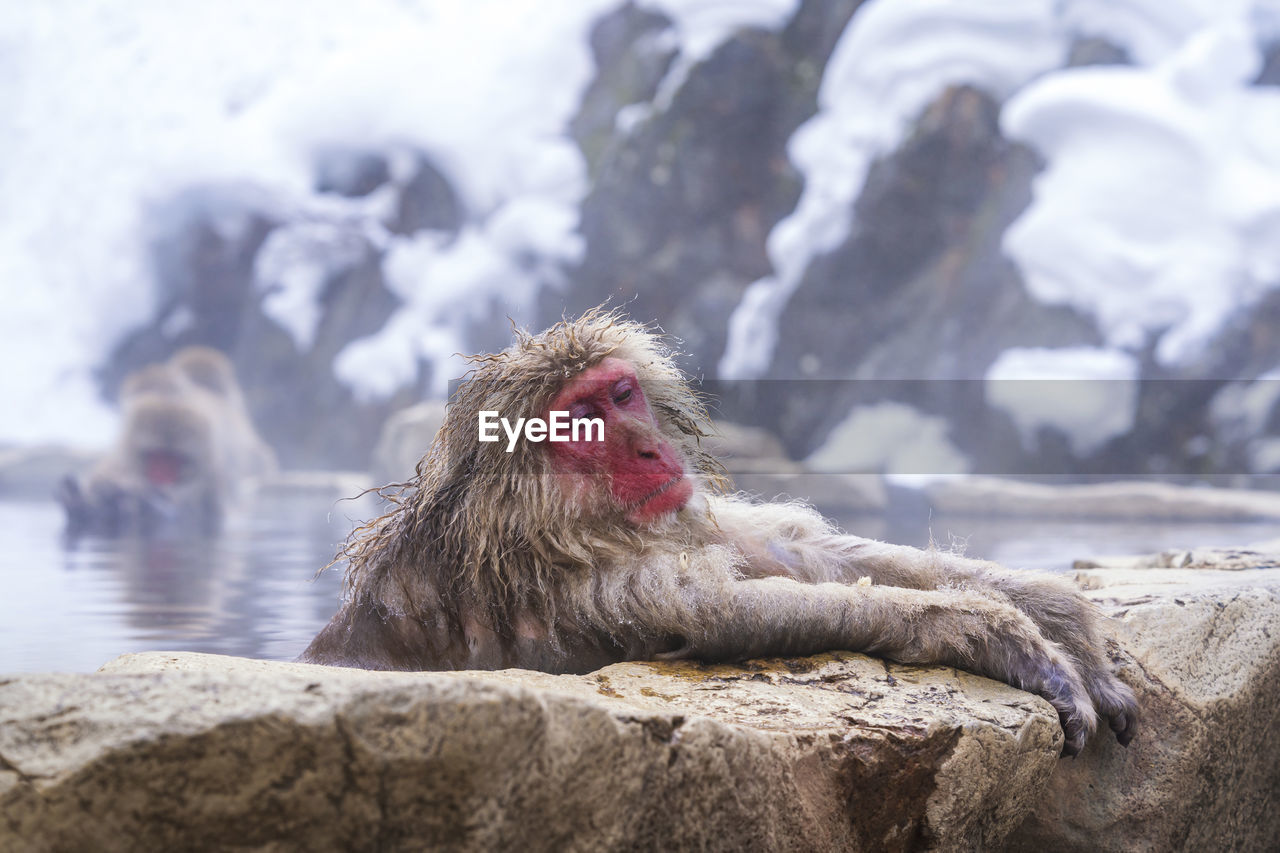 Japanese macaque relaxing in hot spring