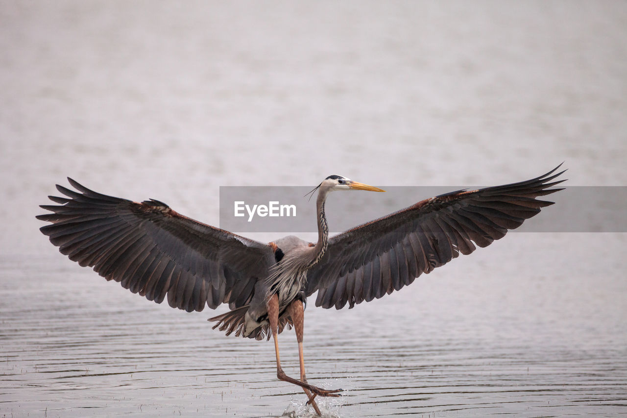 Spread wings of a great blue heron ardea herodias in an estuary before tigertail beach 