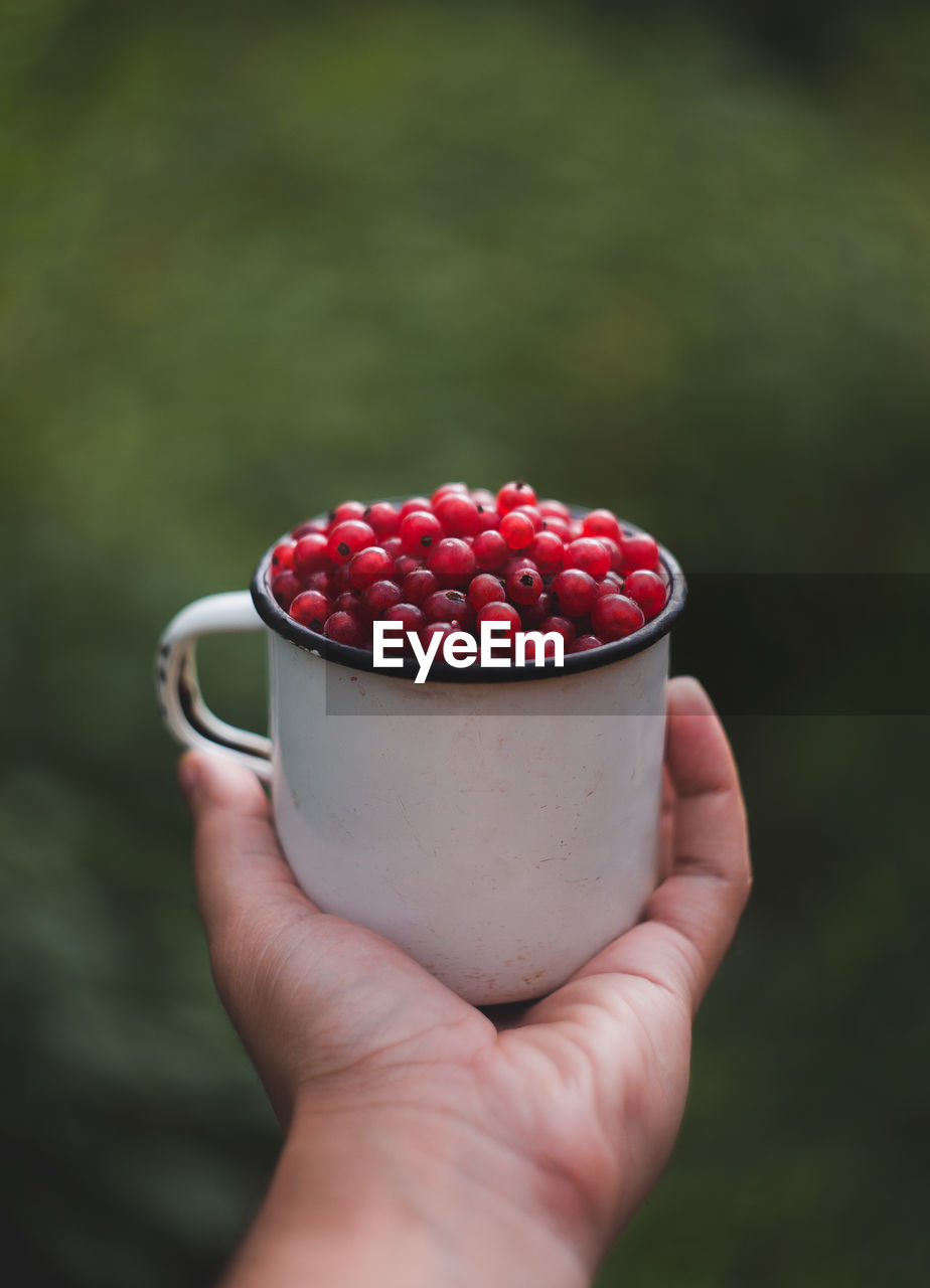 Cropped hand holding red fruits in cup