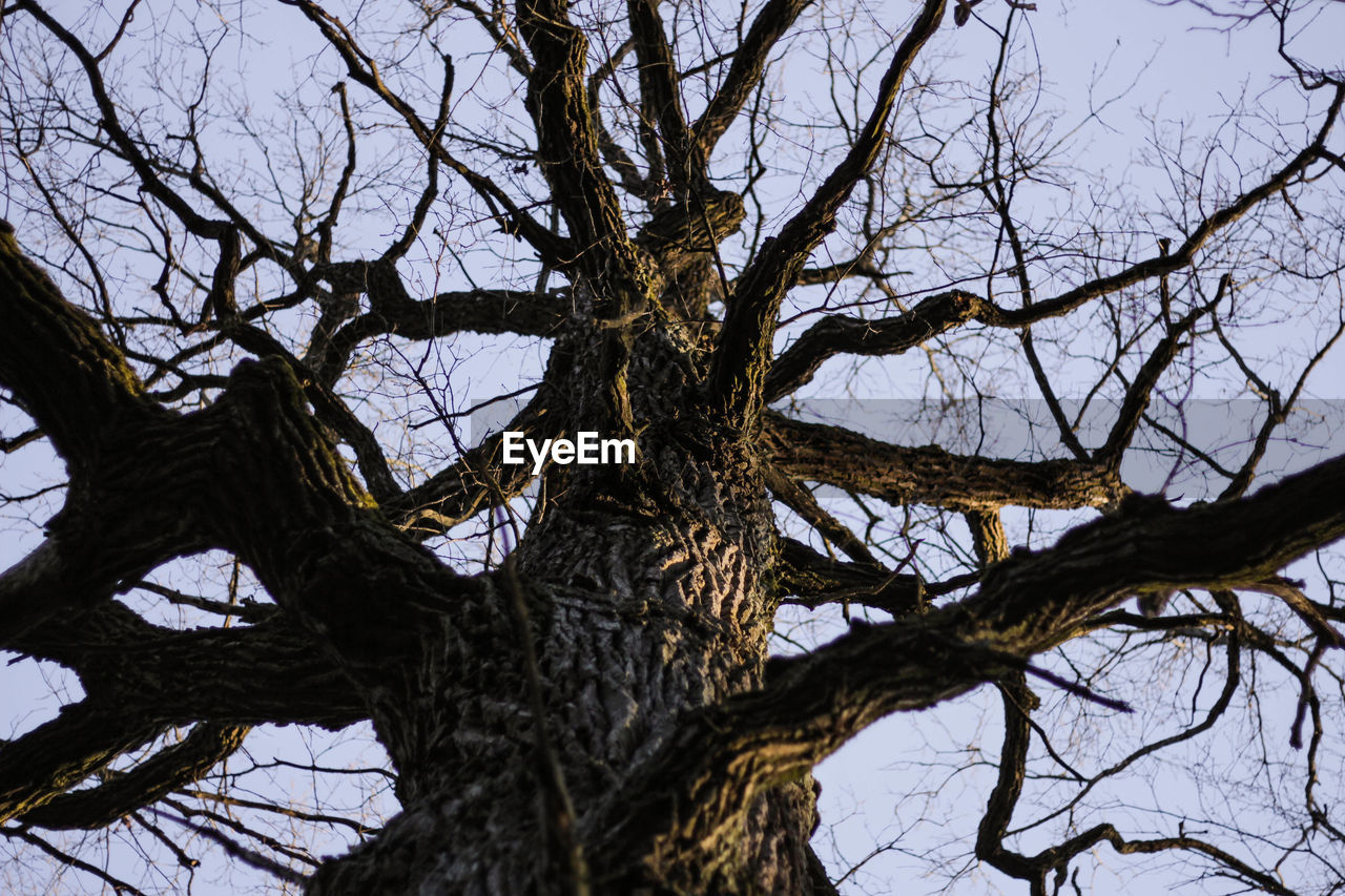 LOW ANGLE VIEW OF BARE TREE AGAINST THE SKY