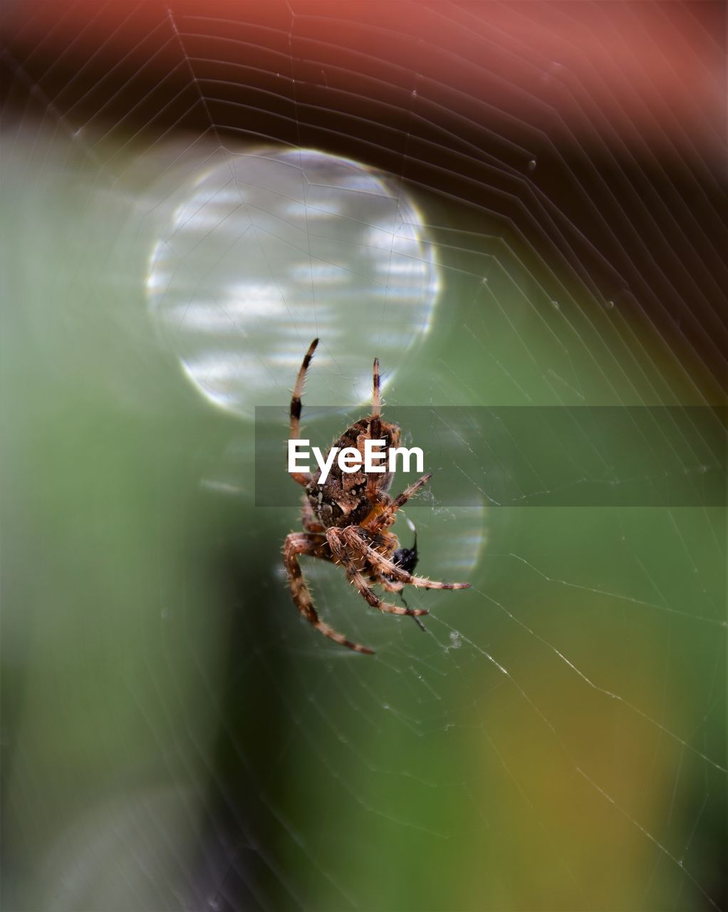 Close-up of spider on web