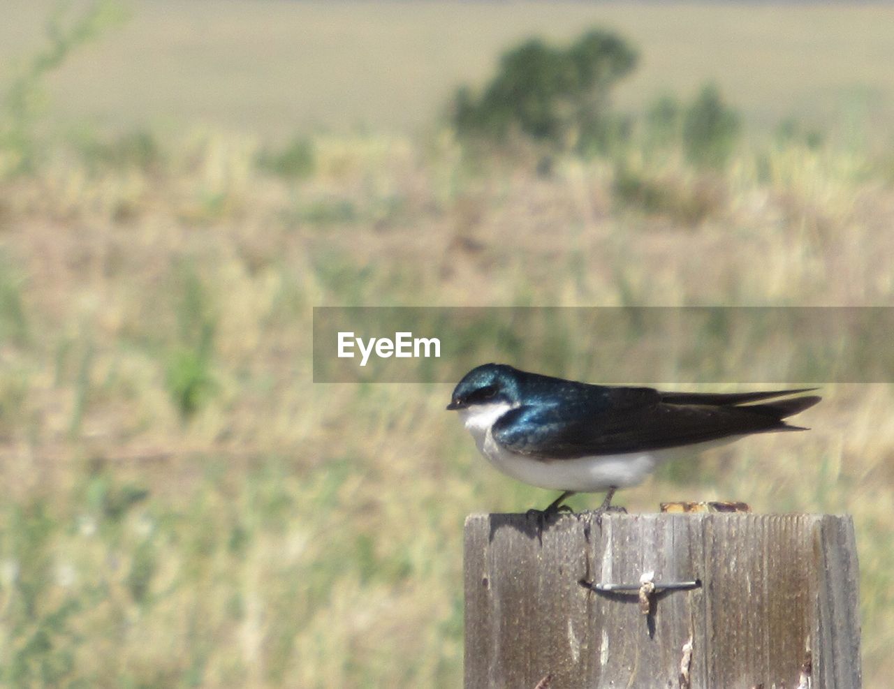 BIRD ON WOODEN POST