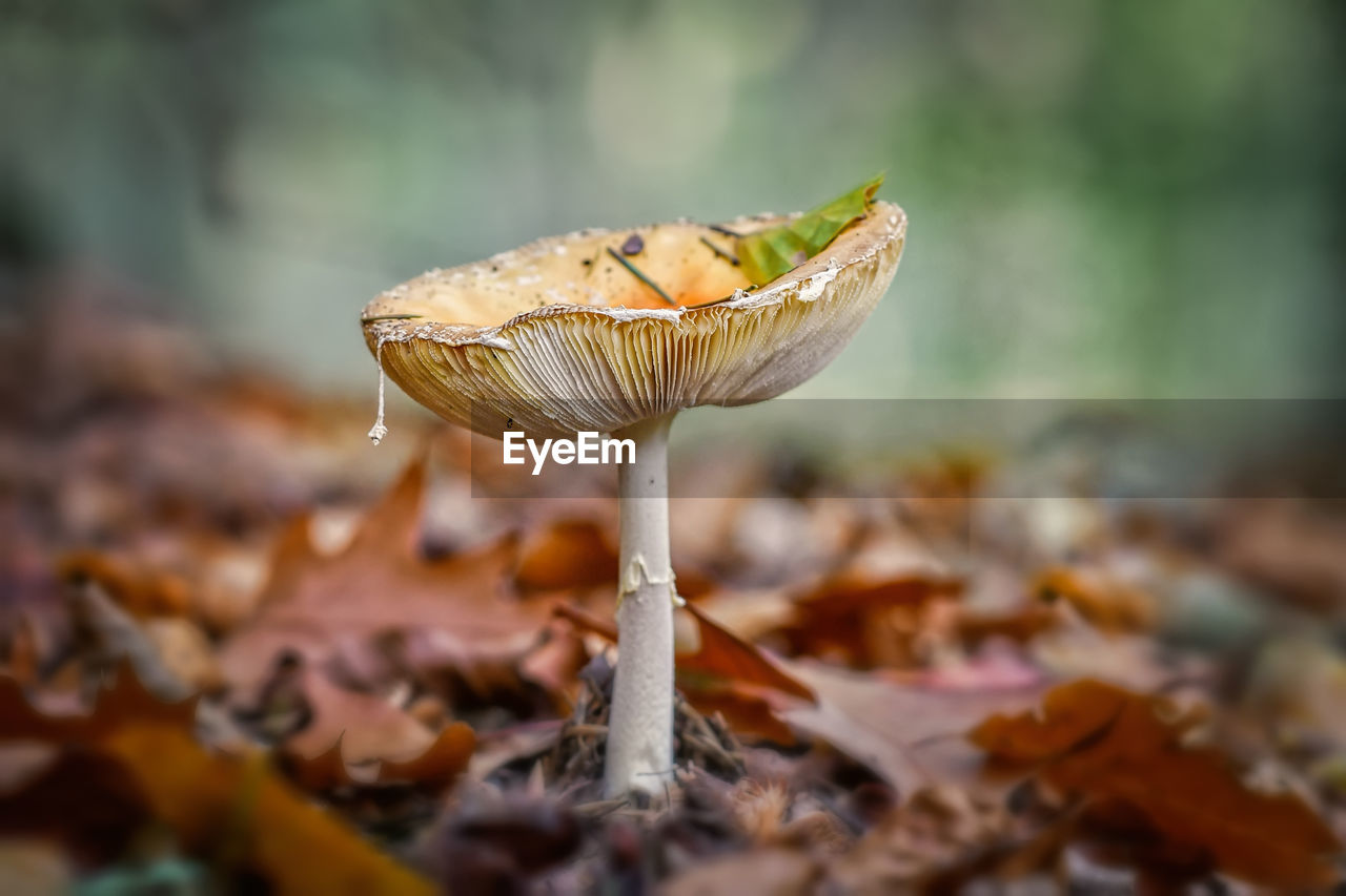 Close-up of mushroom growing on land