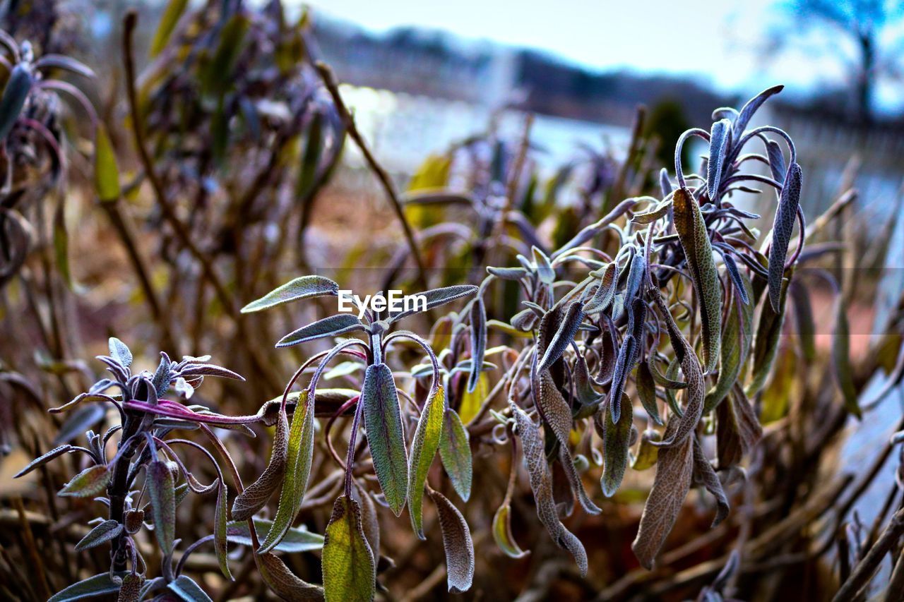 Close-up of wilted plant on field