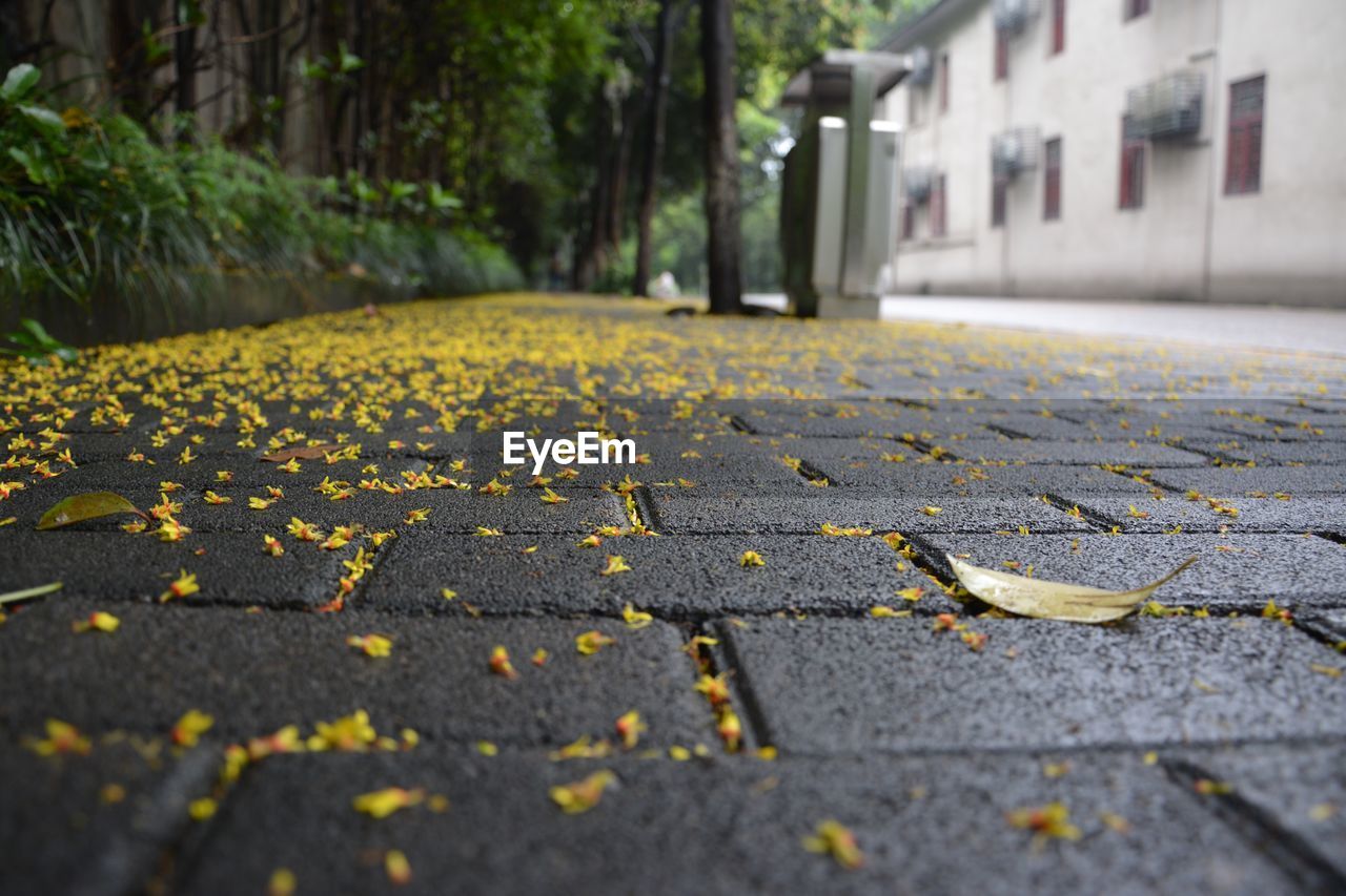 Yellow fallen flowers on sidewalk