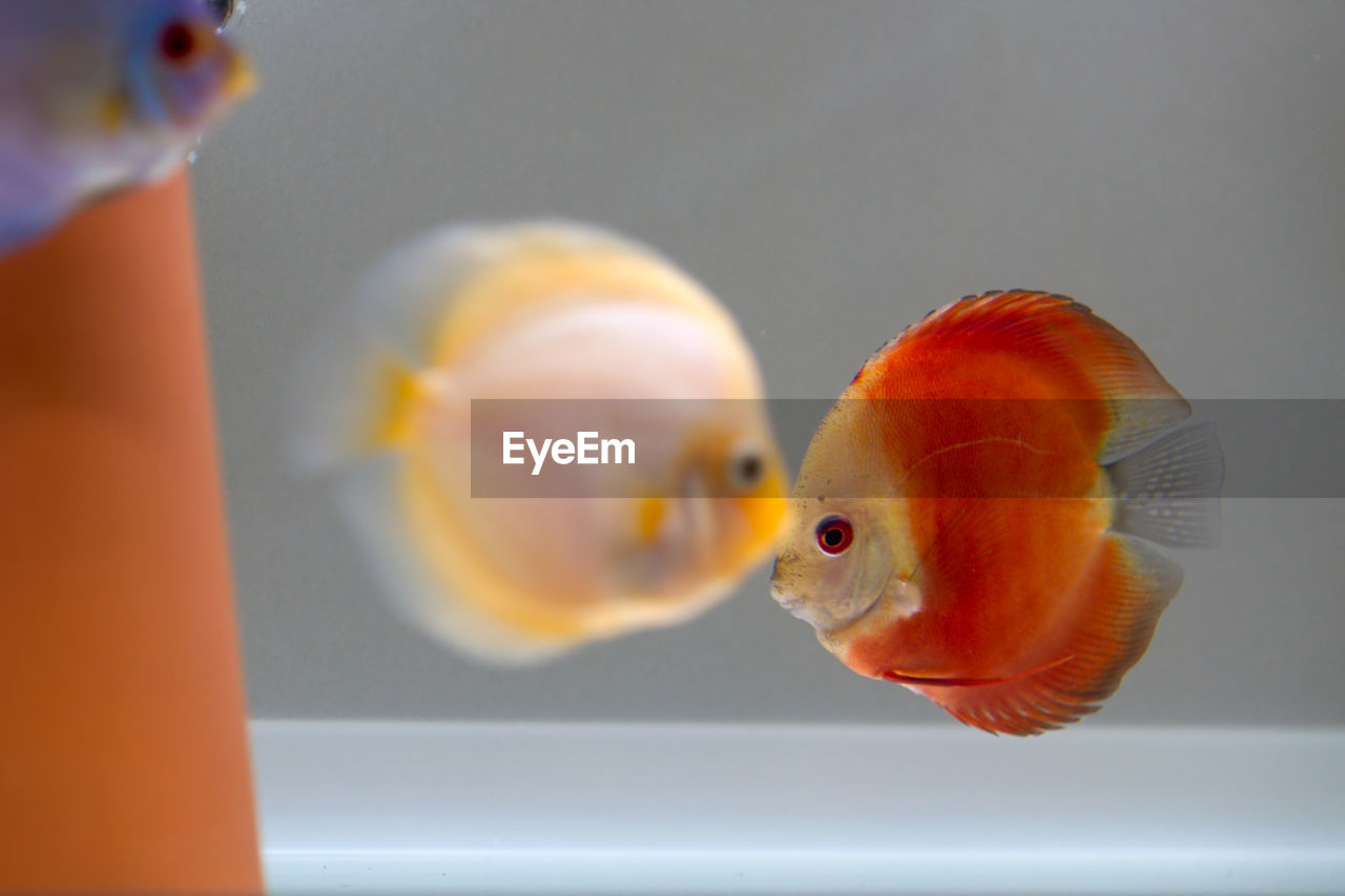 CLOSE-UP OF ORANGE FISH IN WATER
