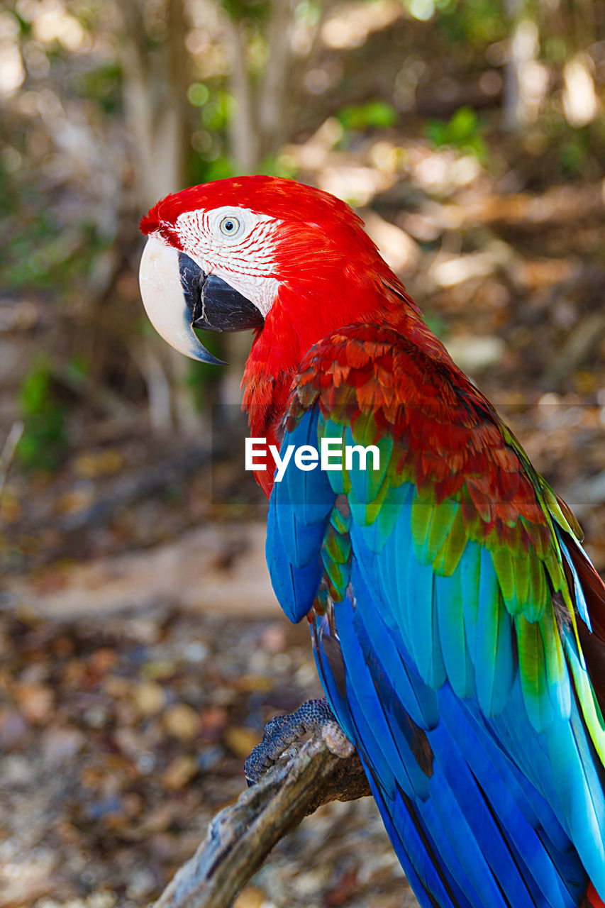 Macaw , cayo saetia - cuba