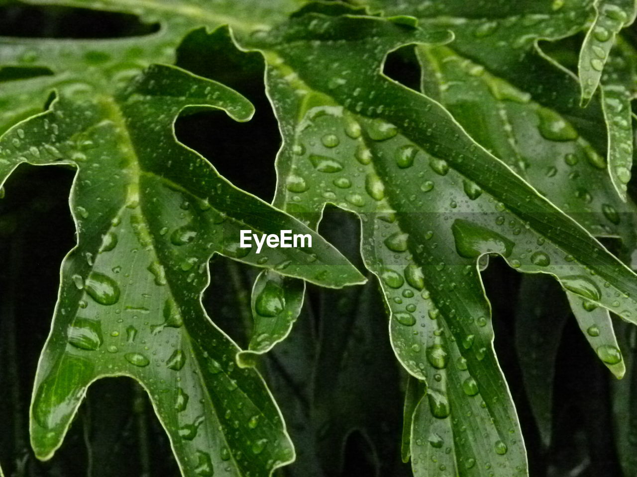 WATER DROPS ON LEAVES