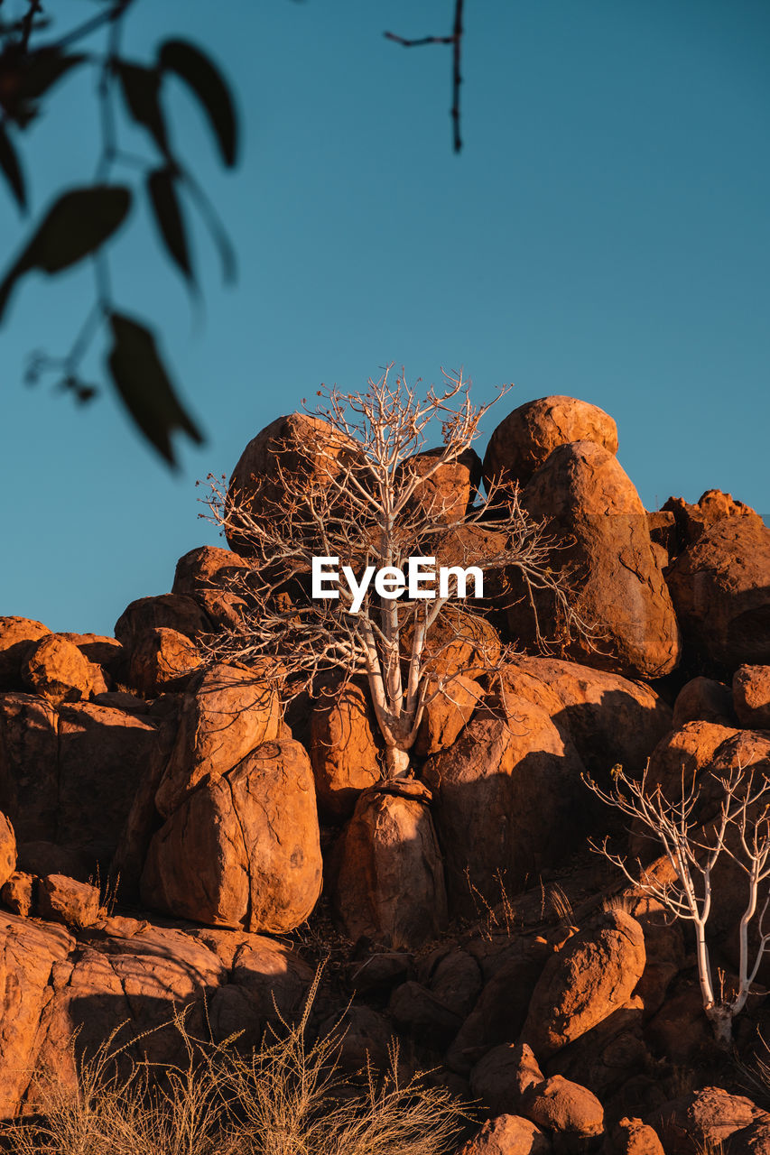 White tree in rocks, namibian desert