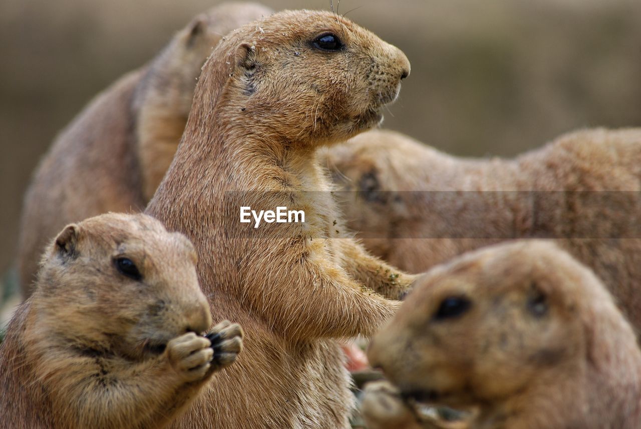 Close-up of prairiedogs 
