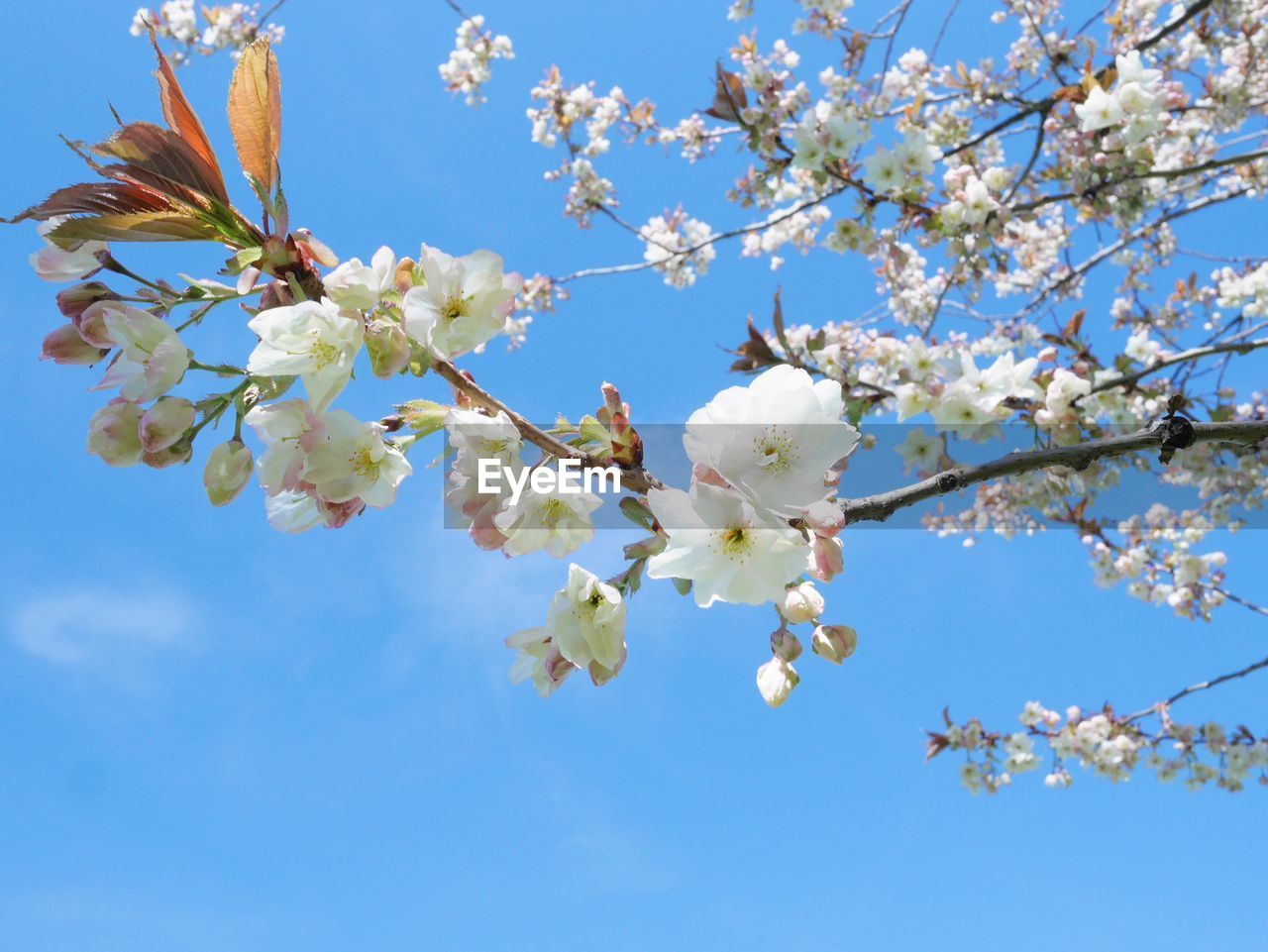 Low angle view of cherry blossom tree