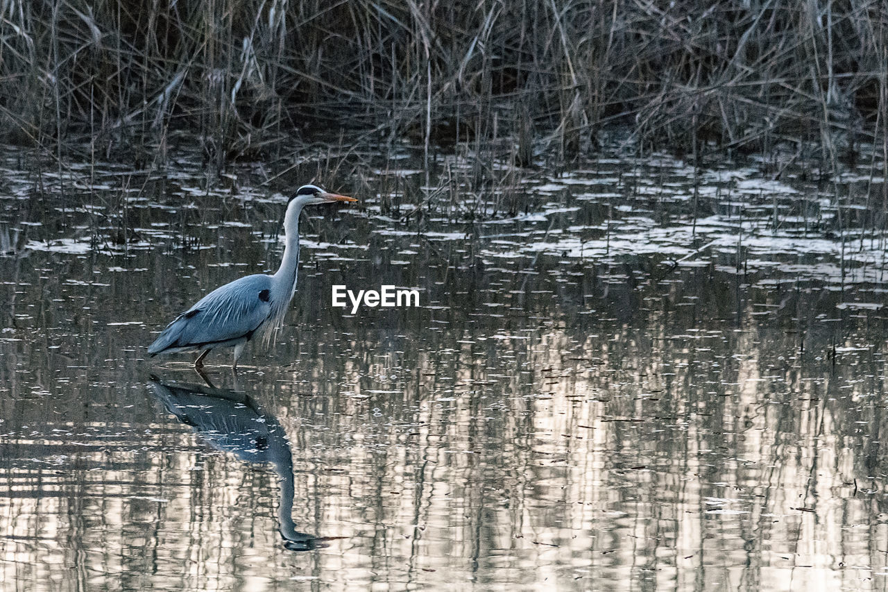 HIGH ANGLE VIEW OF GRAY HERON