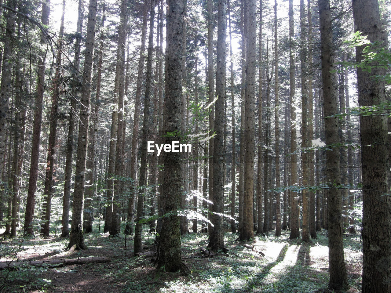 Trees growing in forest