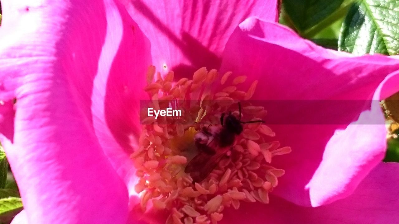 CLOSE-UP OF PINK FLOWER PLANT