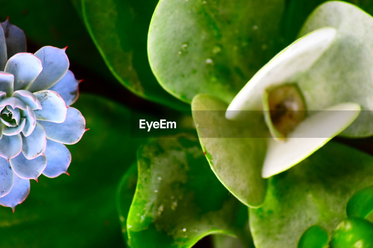 Close-up of water lily blooming outdoors