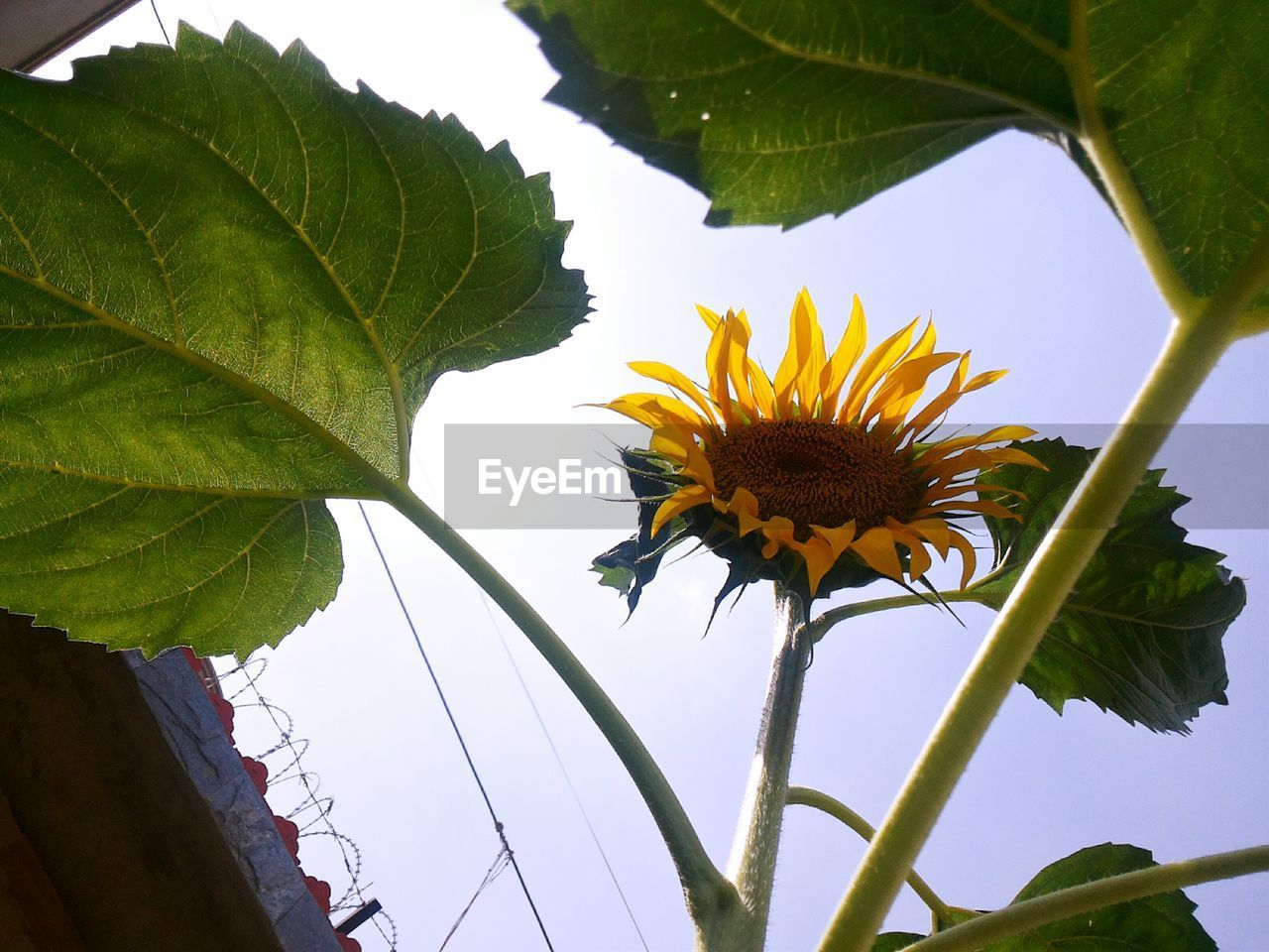 LOW ANGLE VIEW OF YELLOW FLOWER