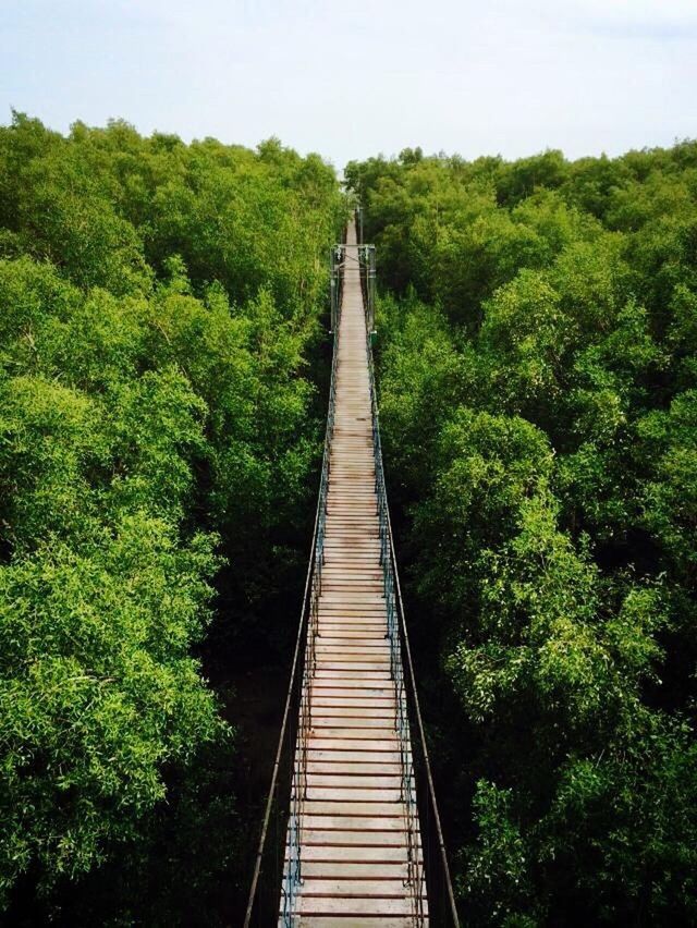 VIEW OF TREES IN FOREST