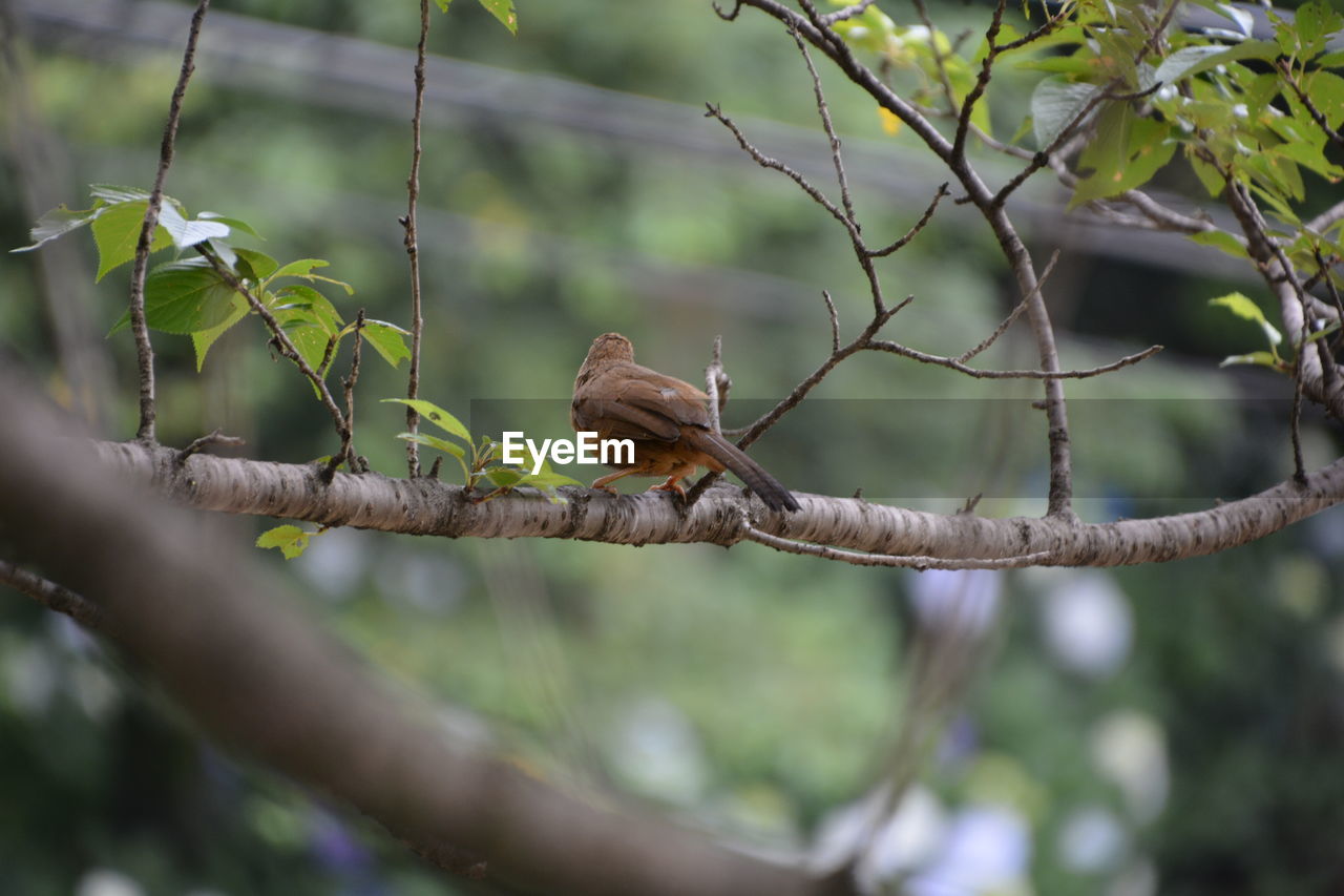 LOW ANGLE VIEW OF BIRD PERCHING ON BRANCH AGAINST BLURRED BACKGROUND