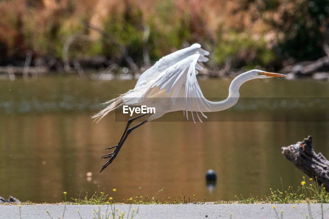 Great egret flying over lake