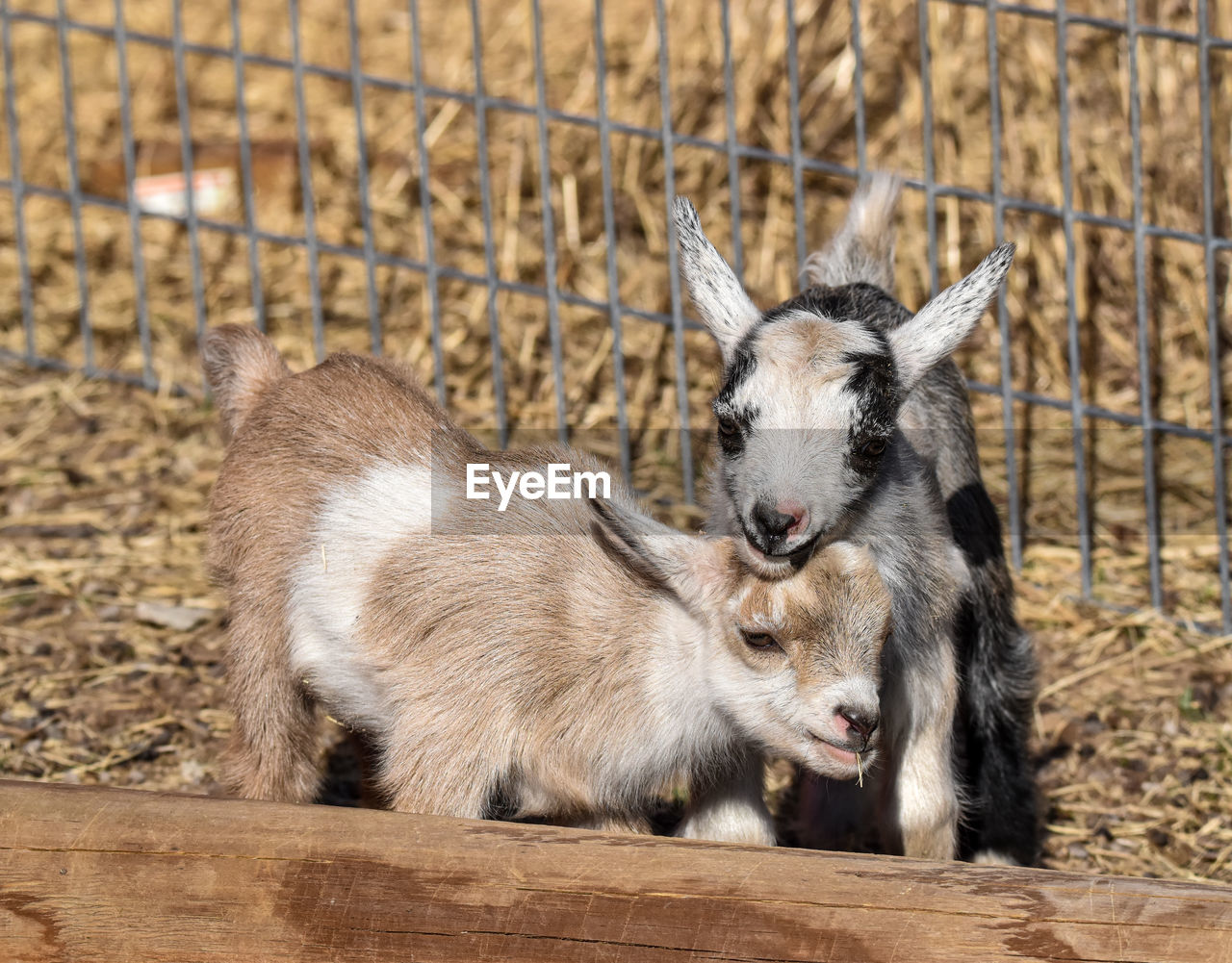Baby goat sisters close up