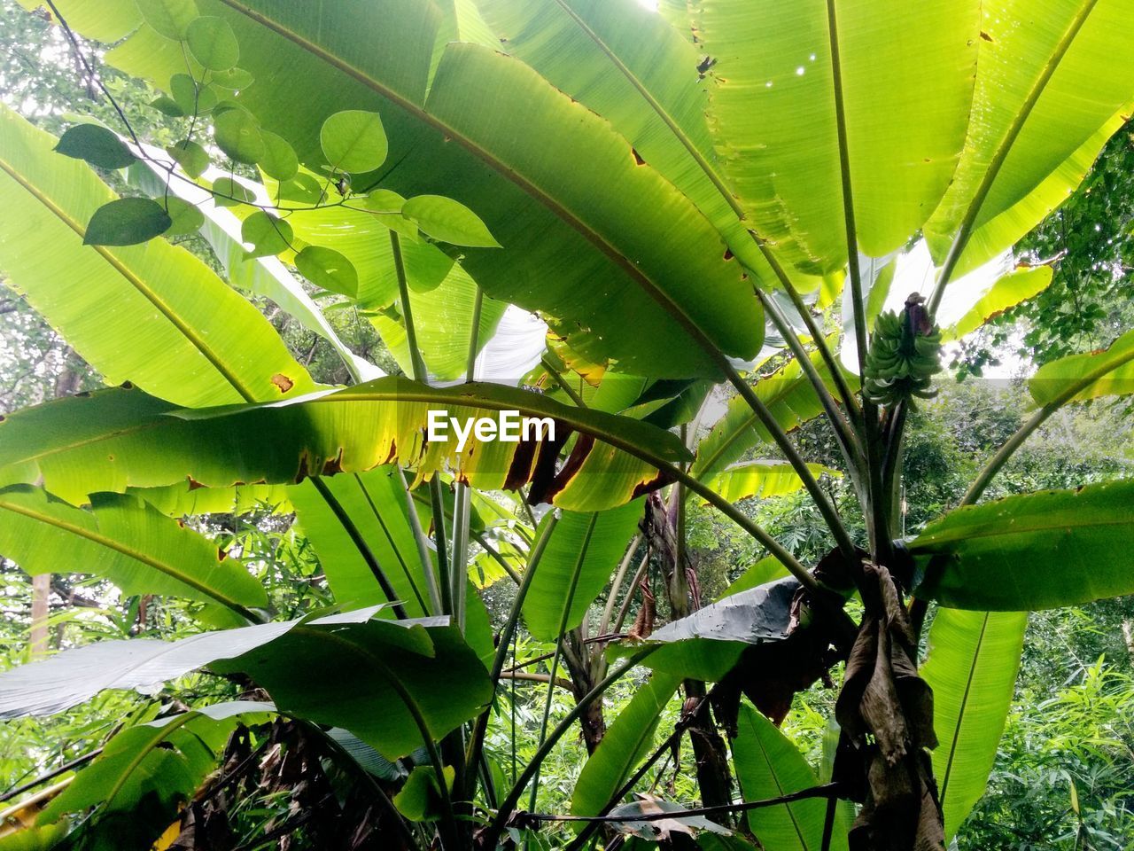 CLOSE-UP OF FRESH GREEN LEAVES