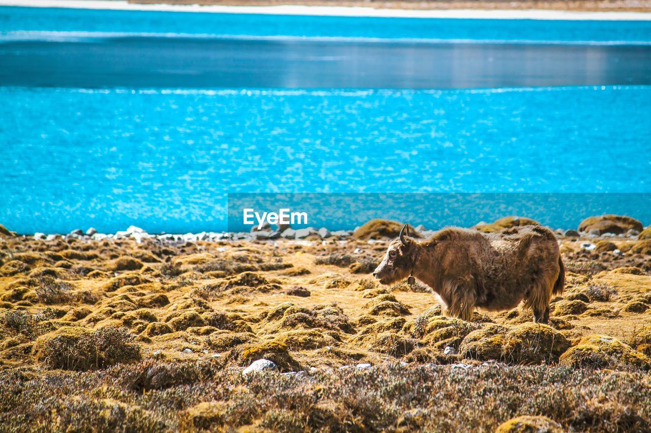 Beautiful yak in gokyo lake