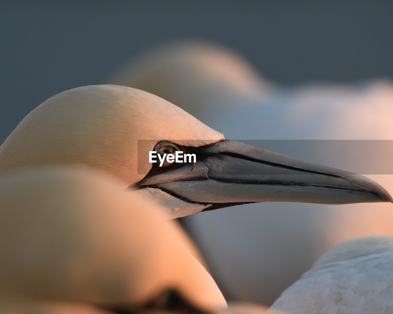 CLOSE-UP OF BIRD IN WATER