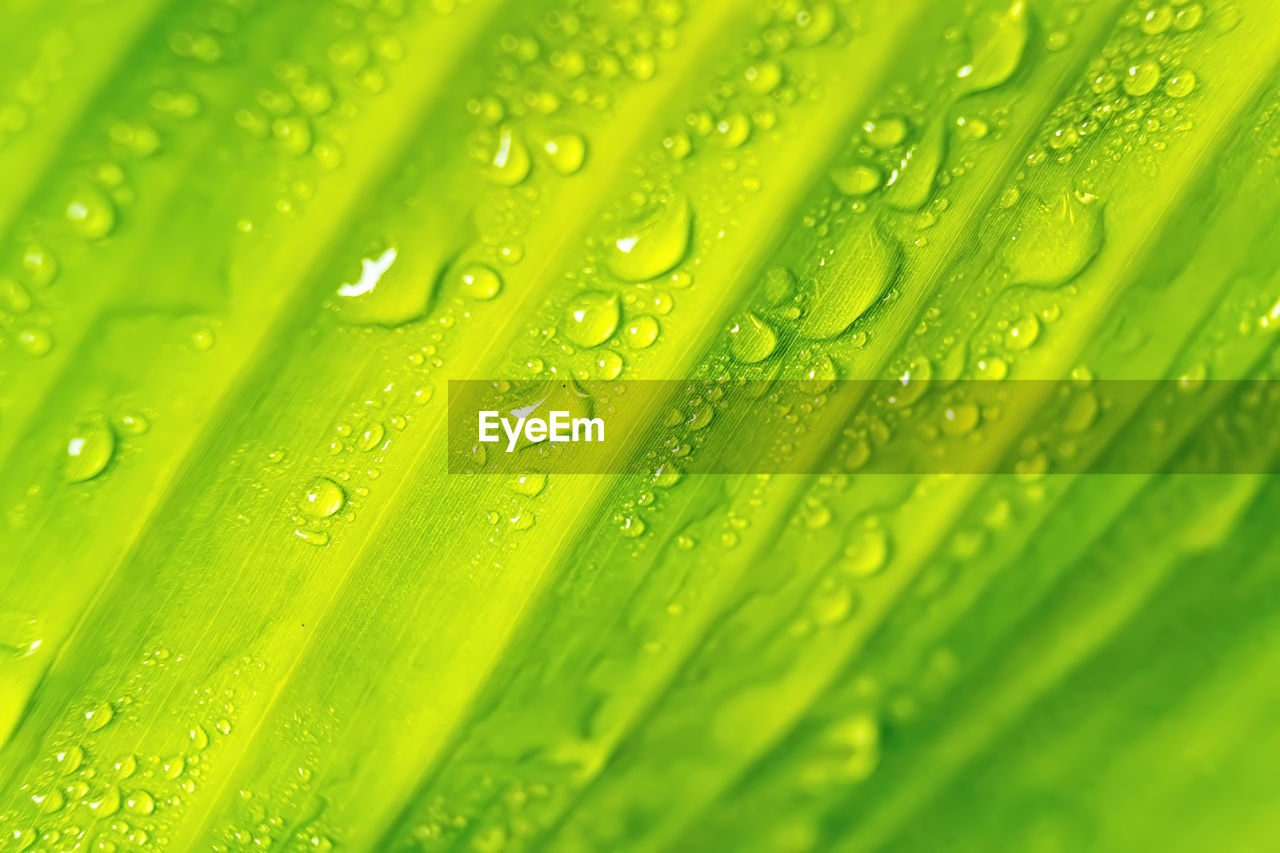 Macro shot of wet green leaves on plant during rainy season