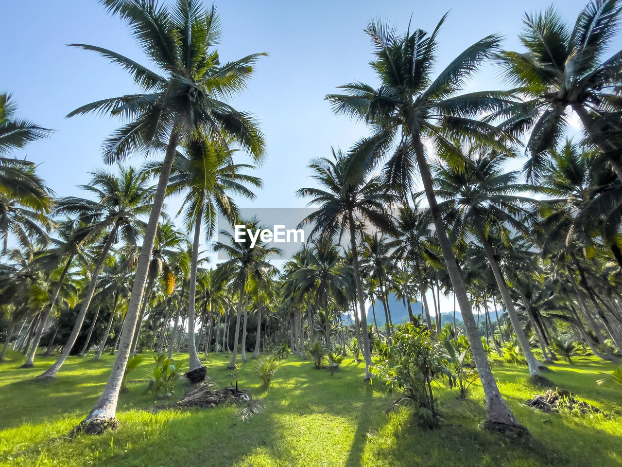 plant, tree, palm tree, tropical climate, nature, sky, land, tropics, beauty in nature, green, environment, growth, sunlight, coconut palm tree, grass, landscape, day, tranquility, scenics - nature, no people, outdoors, water, borassus flabellifer, plantation, travel destinations, field, travel, sunny, jungle, vegetation, tropical tree, tranquil scene, clear sky, flower, vacation, idyllic, blue