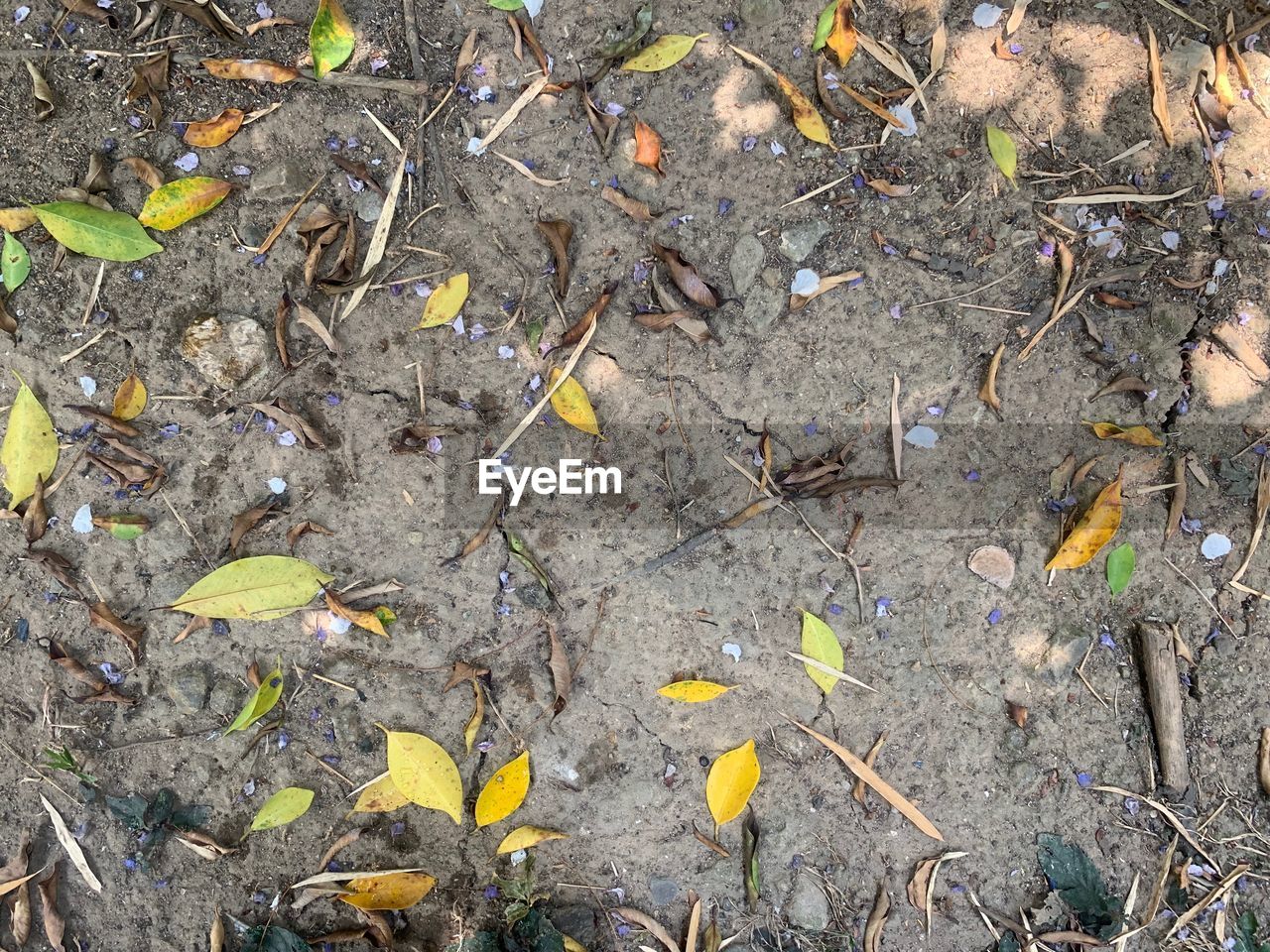 HIGH ANGLE VIEW OF LEAVES ON GROUND