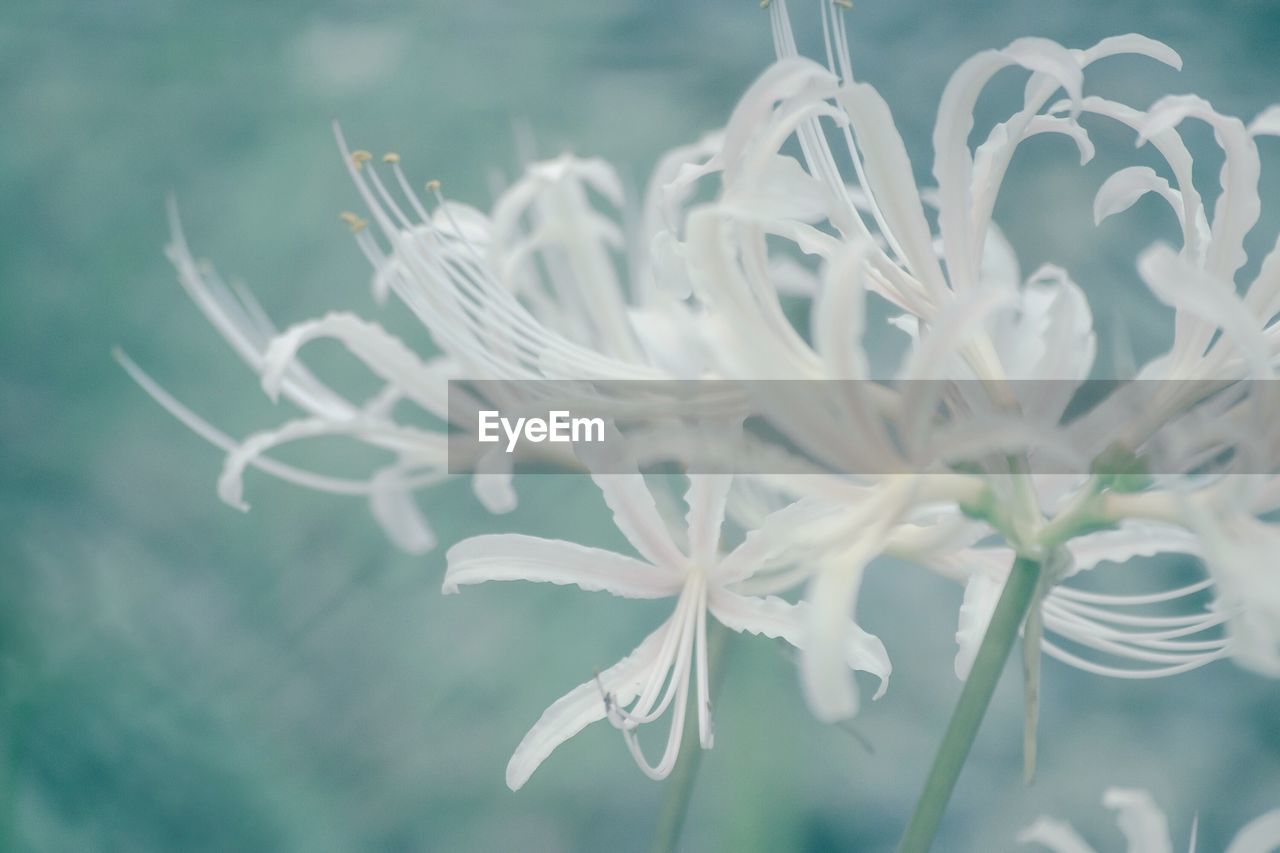 Close-up of white flowers