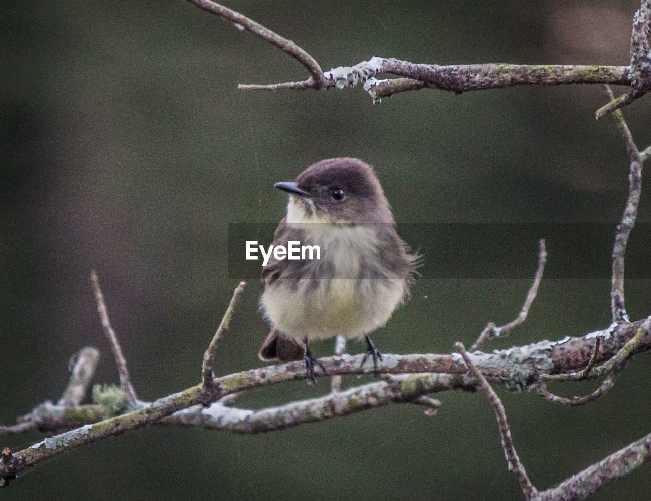 BIRD PERCHING ON TWIG