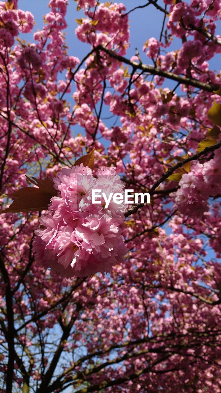 LOW ANGLE VIEW OF PINK FLOWERING TREE