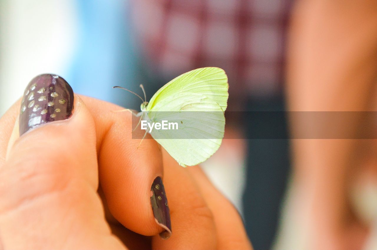 Cropped hand of woman with butterfly on finger