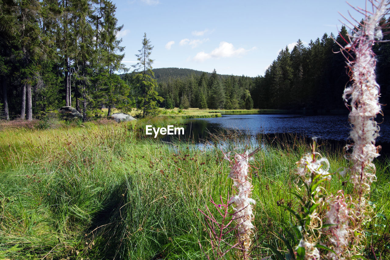 SCENIC VIEW OF LAKE IN FOREST