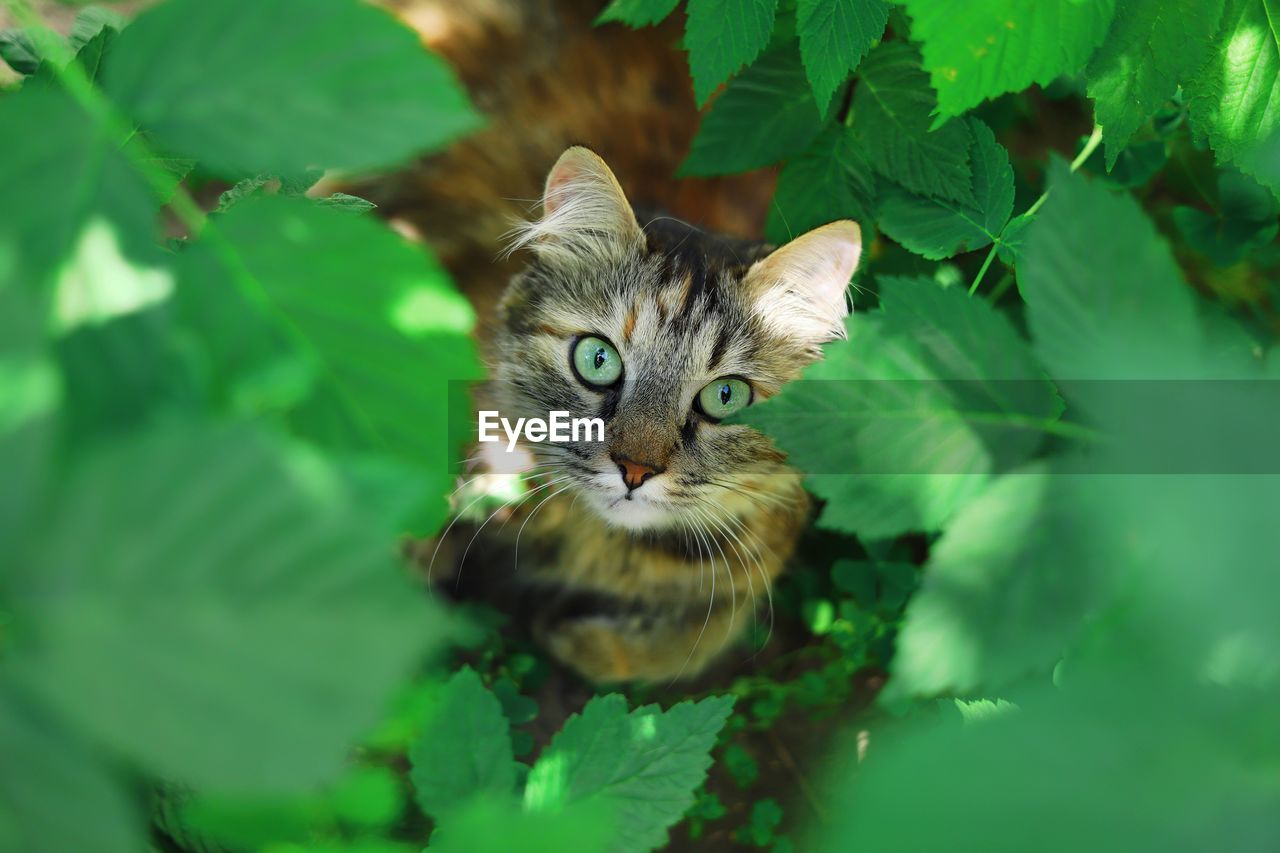 Portrait of kitten sitting on field