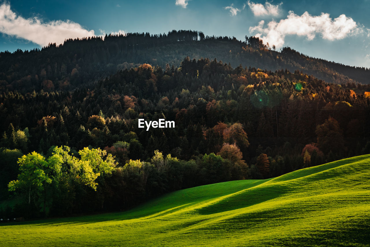 scenic view of trees against sky