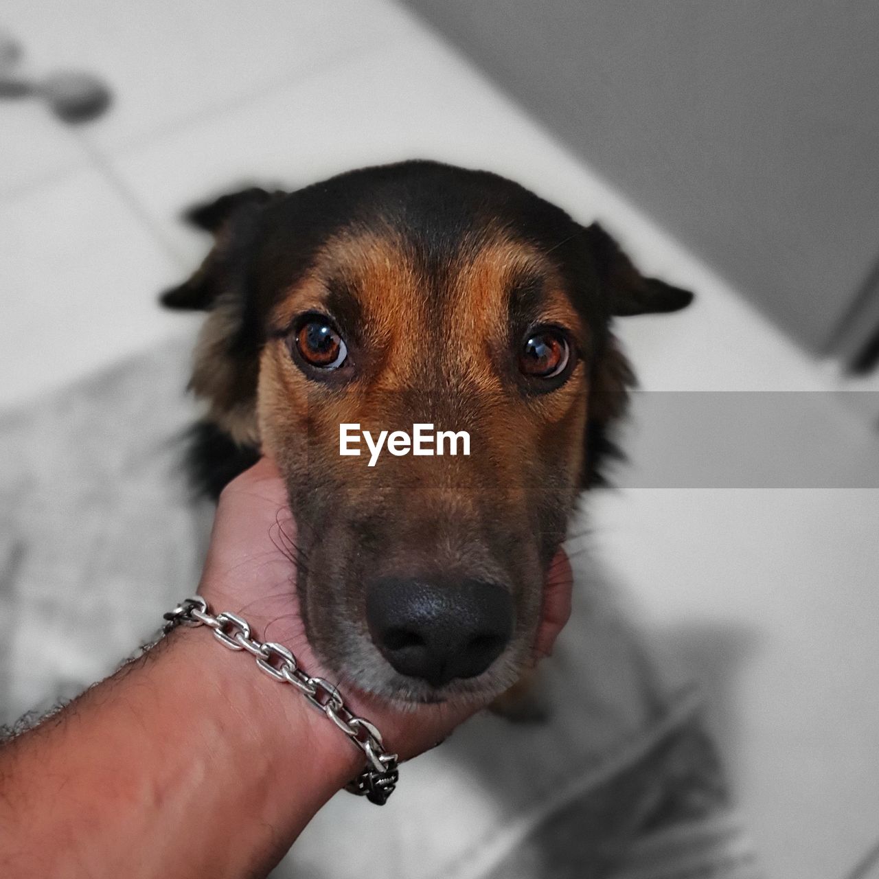 CLOSE-UP PORTRAIT OF DOG HAND ON FLOOR