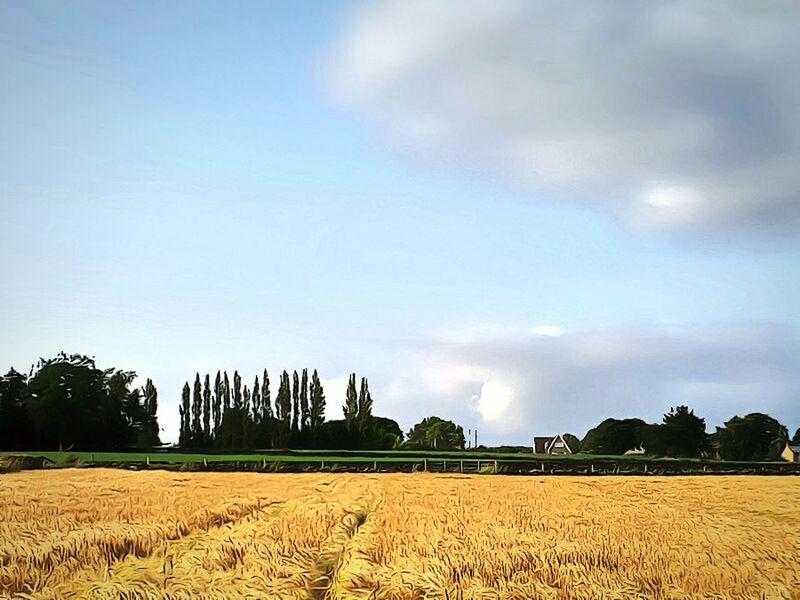 SCENIC VIEW OF RURAL LANDSCAPE