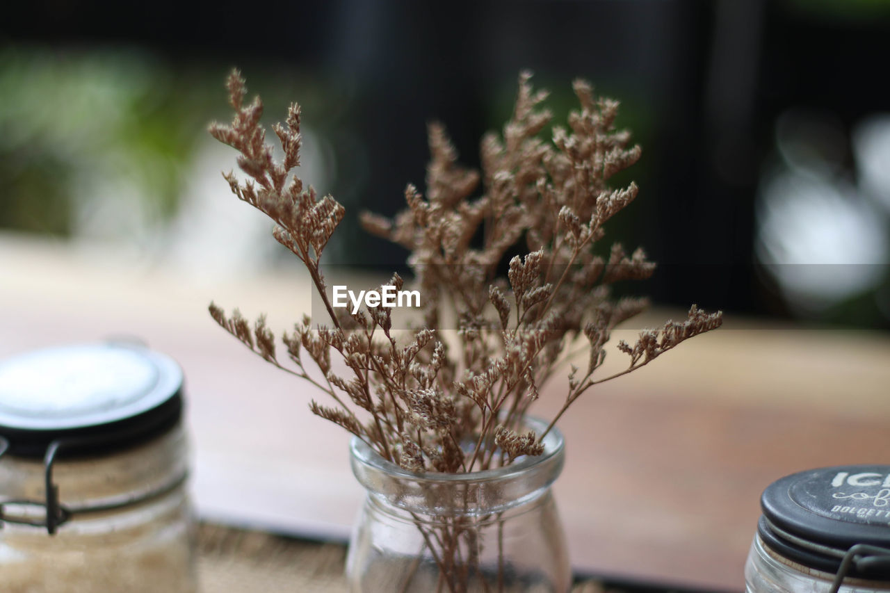 Close-up of dry plant in glass jar on table