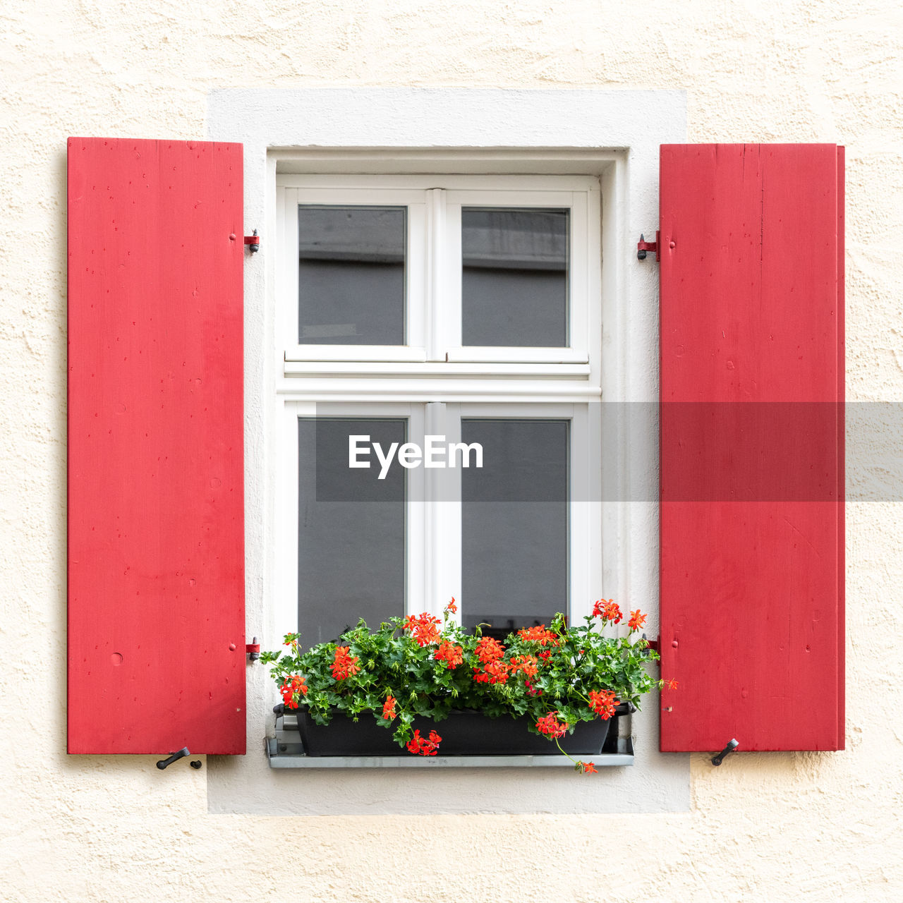 Flowers on window sill