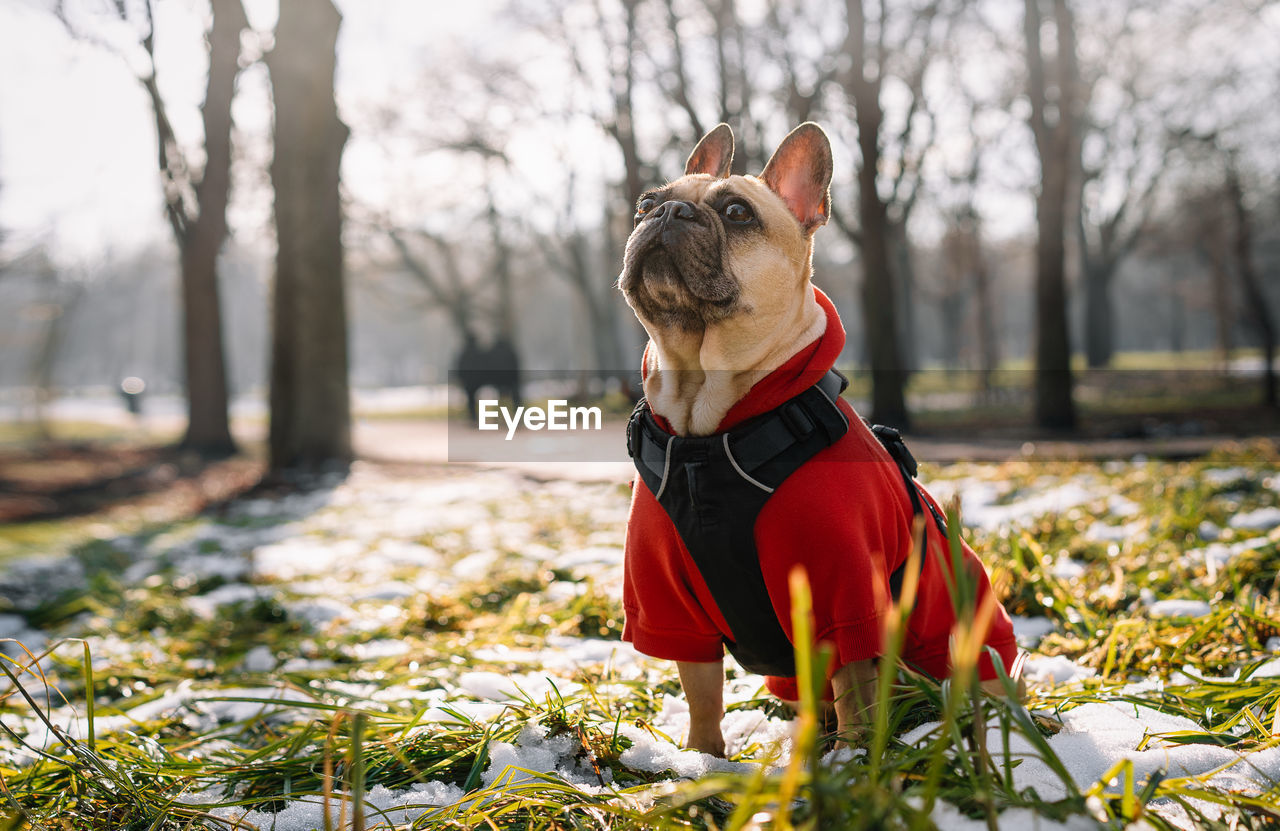 French bulldog dog looking away on snow covered field in park during winter