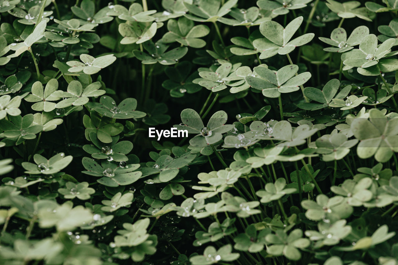 FULL FRAME SHOT OF GREEN LEAVES