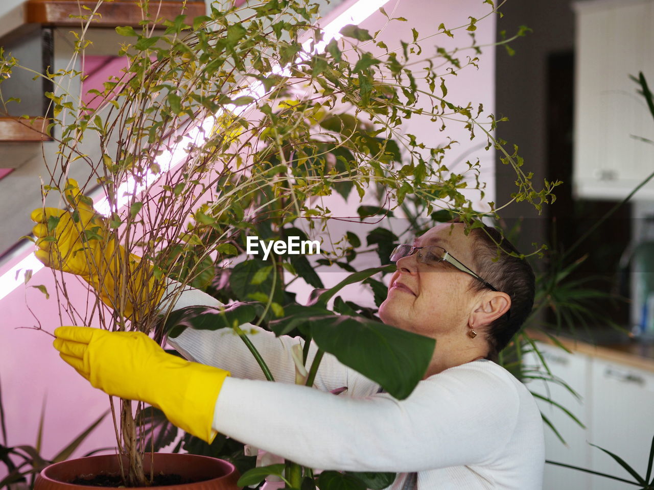 Houseplants grow under artificial lighting in a private house in winter. the woman looks 