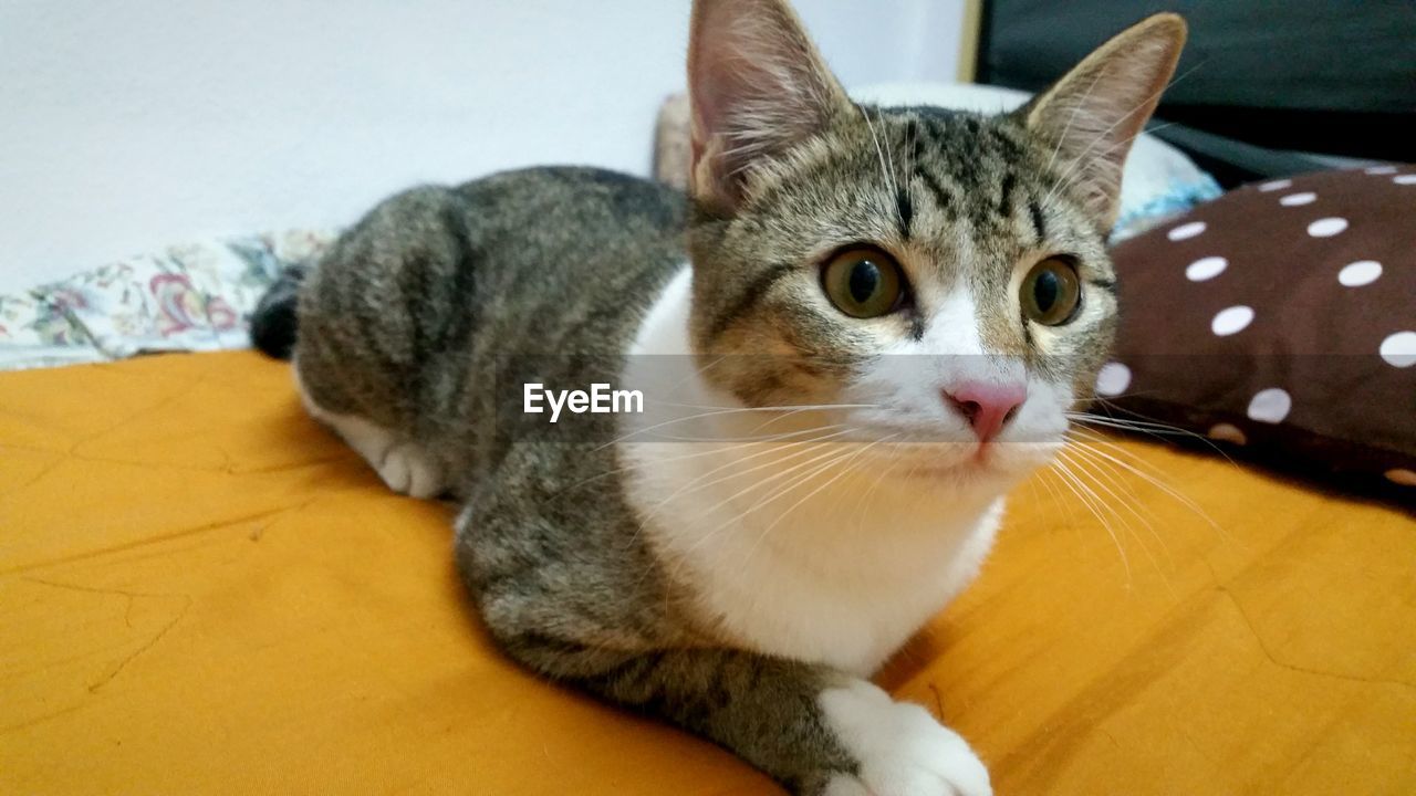 Close-up portrait of cat sitting